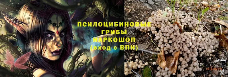 Псилоцибиновые грибы Psilocybe  Серпухов 